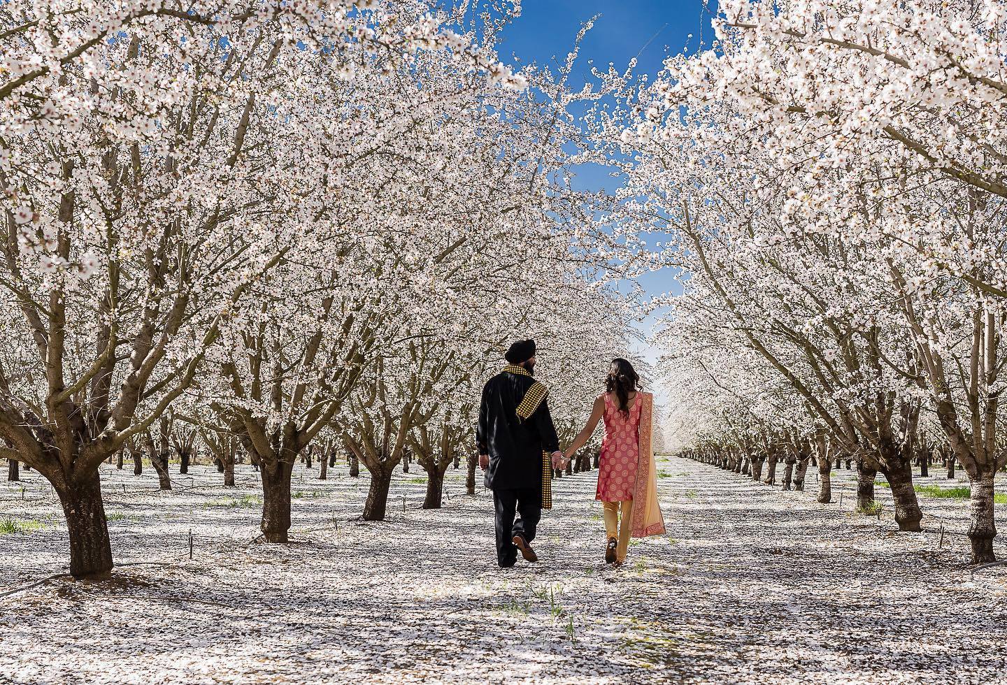 Indian American couple hold hands and walk in the Yuba City Almond Orchards
